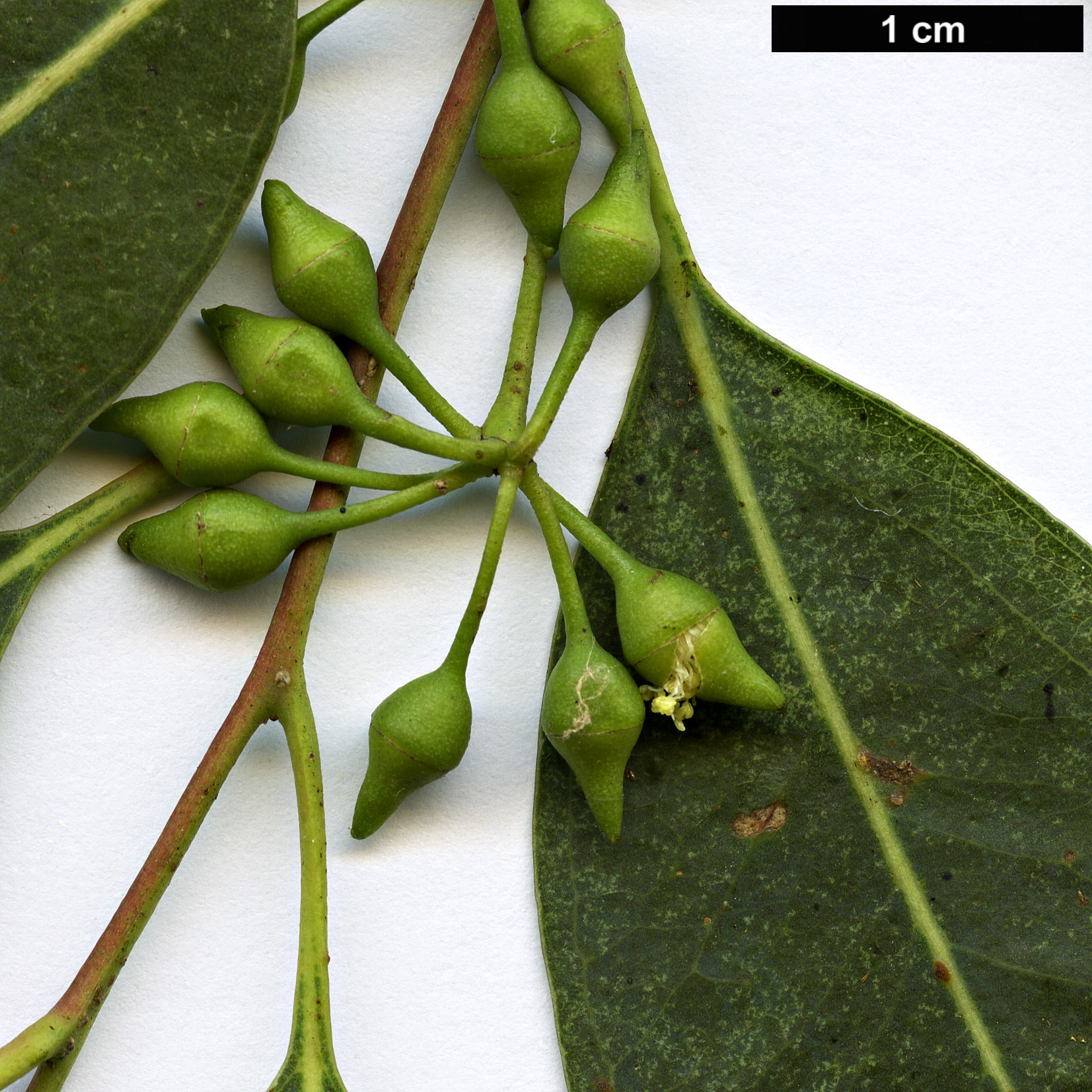 High resolution image: Family: Myrtaceae - Genus: Eucalyptus - Taxon: camaldulensis